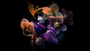Dark aesthetic, Bloom, AMOLED, Black background, Colorful flowers, 4K wallpaper