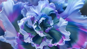 Floral Background, Purple Flower, Colorful, Macro, 4K wallpaper