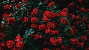 Red flowers, Plant, 4K wallpaper