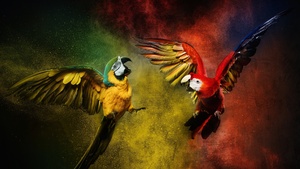 Blue-and-yellow macaw, Scarlet macaw, Colorful background, Color burst, Macaw, Girly backgrounds, 4K wallpaper