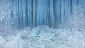 Winter, Forest, Frost, Mist, Path, Trees, Snow covered, 4K wallpaper