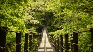 Japan, Scenic Spot, Thick forest, Greenery, Tourist attraction, 4K wallpaper