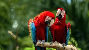 Macaw birds, Couple, Colorful, Jungle, Love Birds, Tropical, Bokeh, 4K wallpaper