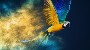Blue-and-yellow macaw, Colorful background, Color burst, Macaw, Girly backgrounds, 4K wallpaper