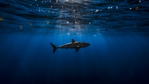 Underwater, Blue Ocean, Sea Life, Sun light, Blue background, 4K wallpaper