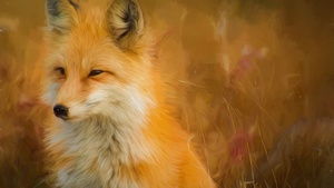 Fox, Animal Portrait, Artwork, Wild animal, 4K wallpaper