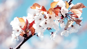 Cherry blossom, Cherry flowers, Spring, France, White flowers, 4K wallpaper