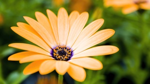 Daisy flower, Blossom, Spring, Bloom, 4K wallpaper