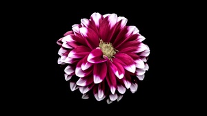 Dahlia flower, Black background, 4K wallpaper