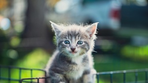 Kitten, Closeup, Bokeh Background, 4K wallpaper