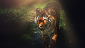 Tiger, Wild animal, Big cat, Forest, Staring, Predator, Carnivore, 4K wallpaper