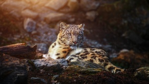 Snow leopard, Wild animal, Big cat, Portrait, Predator, Carnivore, 4K wallpaper