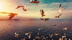 Seagulls, Lake, Flying birds, Seabirds, Swans, Morning sun, Sun light, 4K wallpaper
