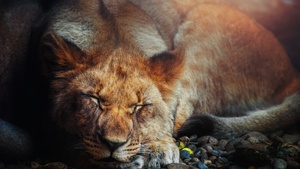 Sleeping Lion, Big cat, Portrait, Wild animal, Predator, Carnivore, 4K wallpaper