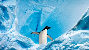 Penguin, Ice berg, Arctic, Antarctica, 4K wallpaper