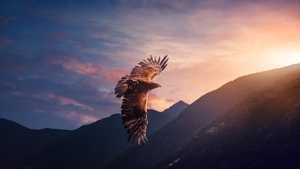 Eagle, Sunset, Mountains, Evening sky, Birds of Prey, Flying bird, Sunlight, 4K wallpaper