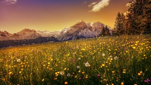 Yellow flower, Alpstein, Mountain range, Evening sky, Landscape, Scenic, Clear sky, 4K wallpaper