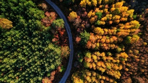 Autumn trees, Forest path, Seasons, Fall, Aerial view, Drone photo, Beauty in Nature, 4K wallpaper