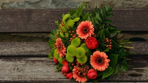 Gerbera Daisy, Floral, Spring flowers, Blossom, 4K wallpaper