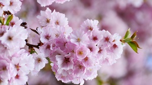 Cherry blossom, Bloom, Spring, Pink flowers, Selective Focus, Blur background, Floral, 4K wallpaper