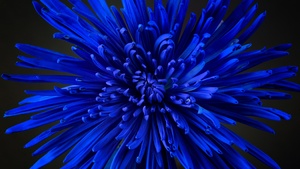 Blue flower, Chrysanthemum, Blossom, Closeup Photography, Bloom, Beautiful, 4K wallpaper