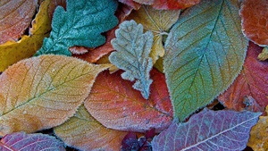Autumn leaves, Frost leaves, Colorful background, Aesthetic, 4K wallpaper
