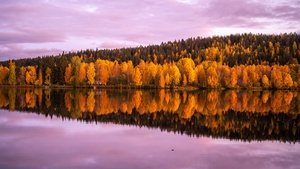 Autumn trees, Forest, Pink sky, Sunset, Reflection, Mirror Lake, Beautiful, Scenery, 4K wallpaper