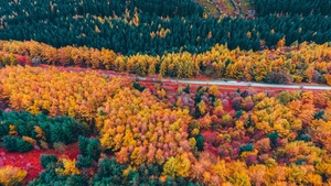 Autumn Forest, Drone photo, Aerial view, Fall, Seasons, Scenery, Landscape, 4K wallpaper