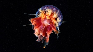 Jellyfish, Underwater, Black background, 4K wallpaper