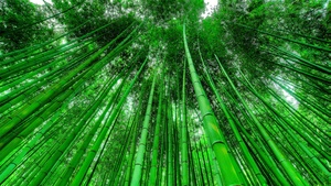Bamboo Grove, Green background, Green leaves, Pattern, Tall Trees, 4K wallpaper