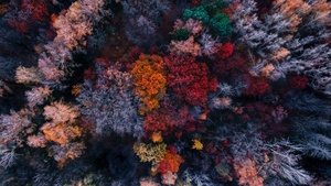 Autumn trees, Aerial view, Fall Colors, 4K wallpaper