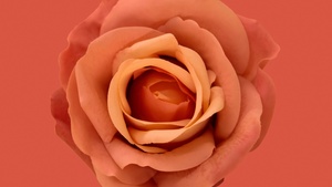 Orange Rose, Blossom, Petals, Closeup, Orange background, 4K wallpaper