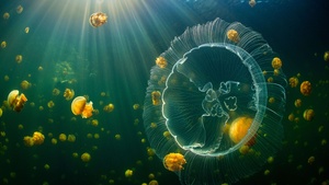Jellyfish, Underwater, Sunlight, Jellyfishes, Indonesia, 4K wallpaper