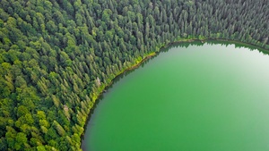 Green Trees, Aerial view, Forest, Landscape, Woodland, Scenery, 4K wallpaper