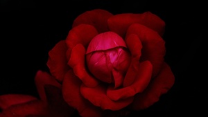 Red Rose, Black background, Rose flower, 4K wallpaper