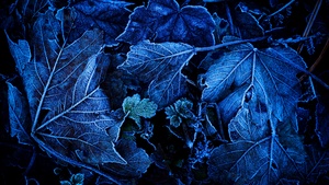 Frozen Leaves, Foliage, Blue, Closeup, On The Ground, Winter, 4K wallpaper