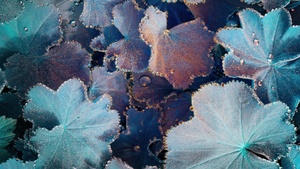 Plant Leaves, Macro, Water droplets, Dew Drops, Shimmering, Iridescence, 4K wallpaper