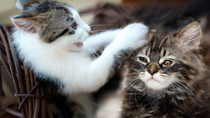 Pet, Kittens, Playing, 4K wallpaper