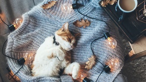 Cozy, Cat, Sleeping, Lights, 4K wallpaper
