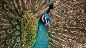 Peacock, Bird, Plumage, Peacock feather, Pattern, Closeup Photography, Beautiful, 4K wallpaper