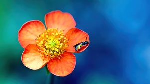 Bee, Pollination, Macro, Orange flower, Bokeh, Blue background, 4K wallpaper