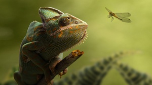 Chameleon, Dragonfly, Portrait, Blurred, Green background, Leaves, HDR, 4K wallpaper