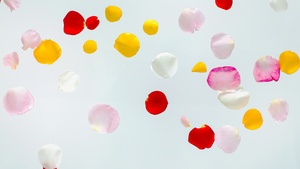 Multicolor, White background, Aesthetic, Flora, Rose Petals, Floating, 4K wallpaper