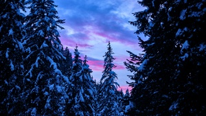 Snow covered, Pine trees, Winter, Forest, Sunset, 4K wallpaper