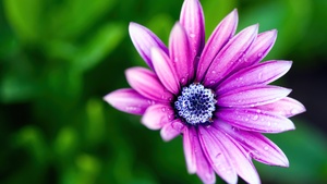 Pink Daisy, Rain droplets, Water drops, Daisy flower, Bokeh, 4K wallpaper