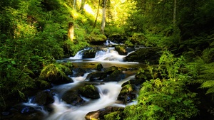 Tropical forest, Waterfall, Long exposure, Landscape, Stream, Green, Scenic, Mossy rocks, 4K wallpaper