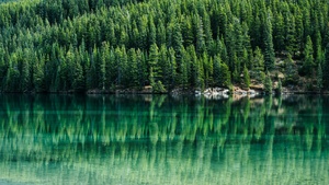 Green Trees, Pine trees, Reflections, Lake, Tranquility, Aesthetic, Banff National Park, Alberta, Canada, Landscape, Scenery, 4K wallpaper