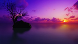 Maldives, Sunset, Lone tree, Purple sky, Clouds, Sun, Dusk, Vivid, 4K wallpaper