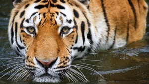 Tiger, Zoo, Wildlife, Big cat, Closeup, Germany, 4K wallpaper