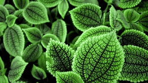 Green leaves, Botanical garden, Foliage, Geneva, Aesthetic, Switzerland, 4K wallpaper